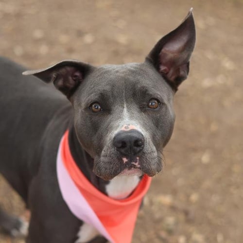 ROSE - American Staffordshire Terrier available for adoption