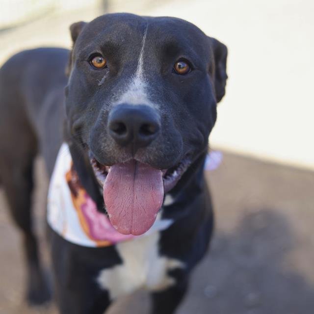 NECIO - American Staffordshire Terrier available for adoption