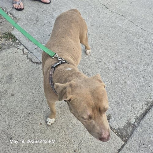ADINA - American Staffordshire Terrier available for adoption