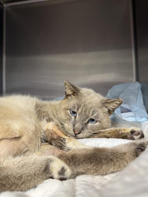 CUPID - Domestic Short Hair available for adoption