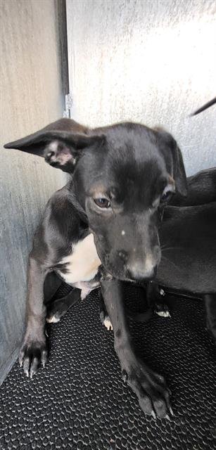 RONNIE - Labrador Retriever available for adoption