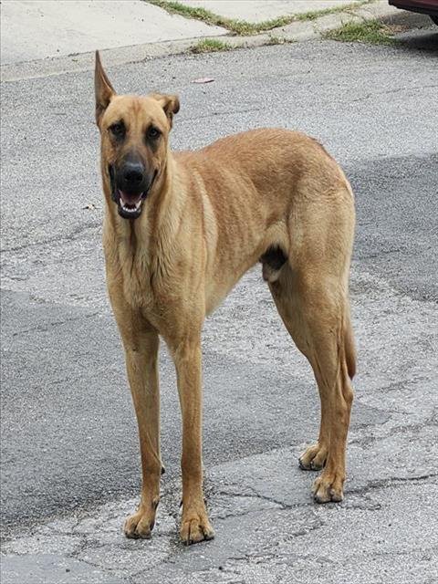 BART - German Shepherd Dog available for adoption