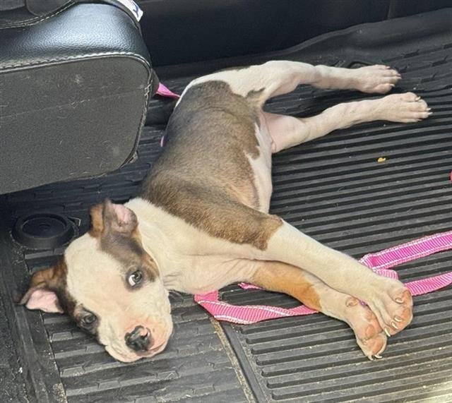 ROCCO - American Staffordshire Terrier available for adoption