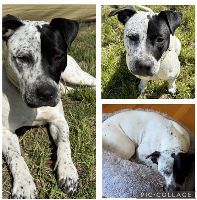 LAVERNE - Australian Cattle Dog/Blue Heeler available for adoption