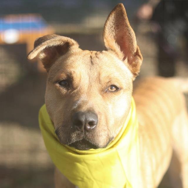 THRAGG - Labrador Retriever available for adoption