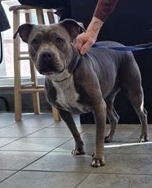 LULU - American Staffordshire Terrier available for adoption