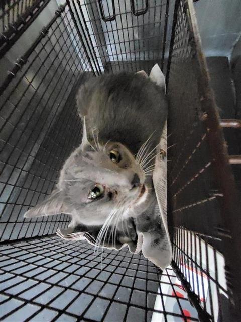 ASH - Domestic Short Hair available for adoption