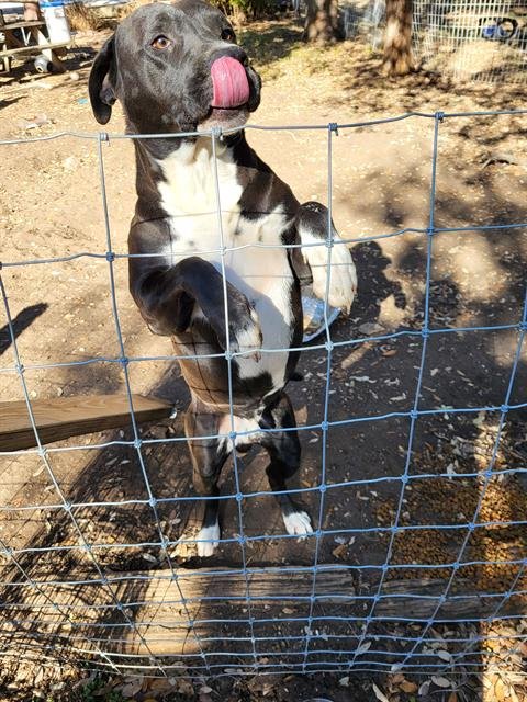 BEN - American Staffordshire Terrier available for adoption