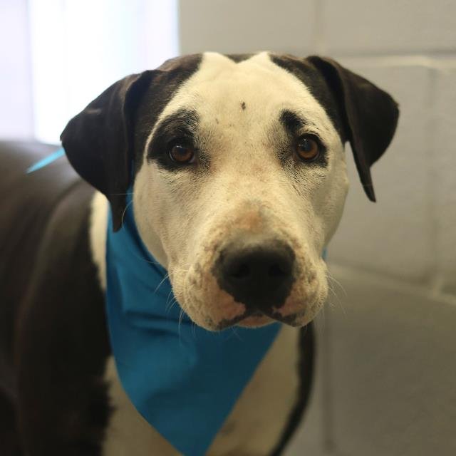 FRENCHY - American Staffordshire Terrier available for adoption