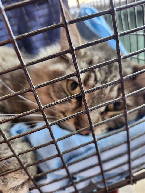 CANYON - Domestic Long Hair available for adoption