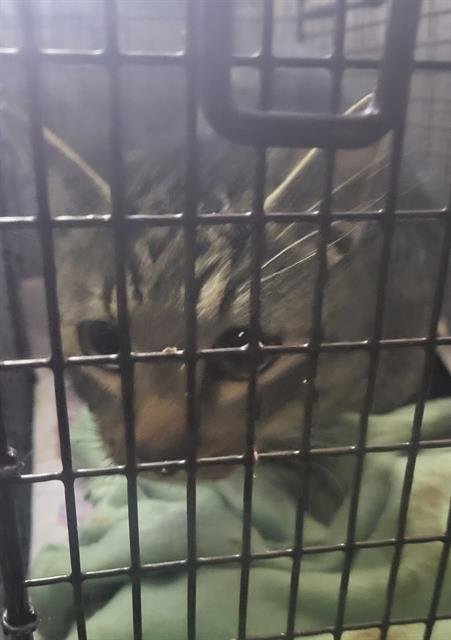 ALEX - Domestic Short Hair available for adoption