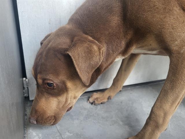 SPARTACUS - American Staffordshire Terrier available for adoption