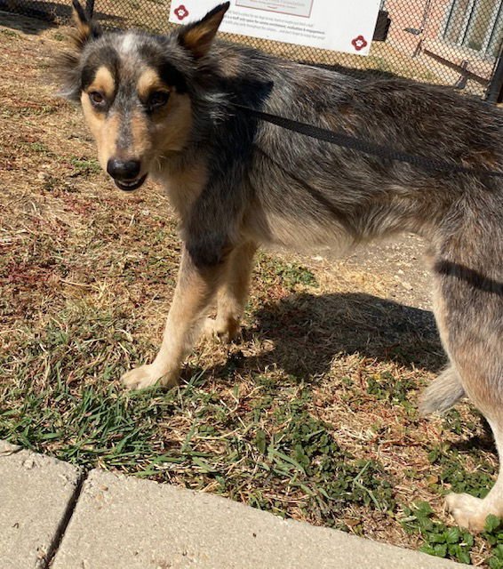 TODD - Australian Cattle Dog/Blue Heeler available for adoption