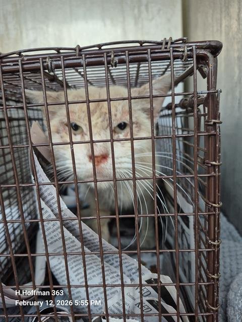 STEVEN - Domestic Short Hair available for adoption