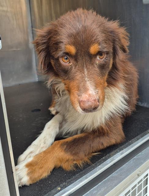 BENJI - Australian Shepherd available for adoption
