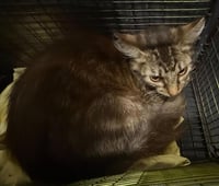 CAT 5 - Photo 1