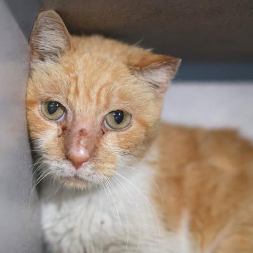 TIGER - Domestic Short Hair available for adoption