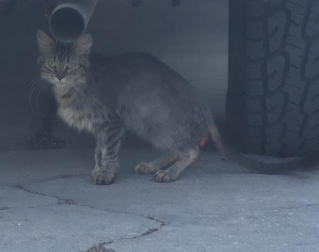 LOLETA - Domestic Medium Hair available for adoption