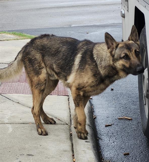 APOLLO - German Shepherd Dog available for adoption