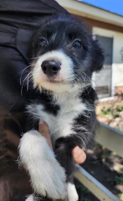 ALI - Terrier available for adoption