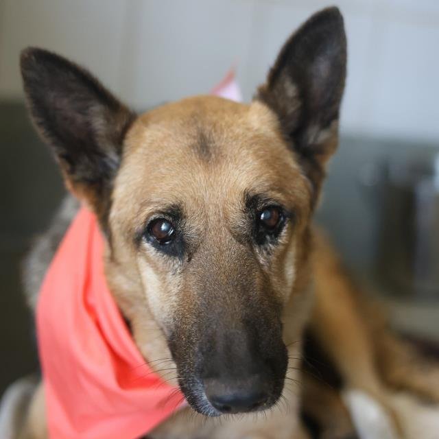 PANCHA - German Shepherd Dog available for adoption