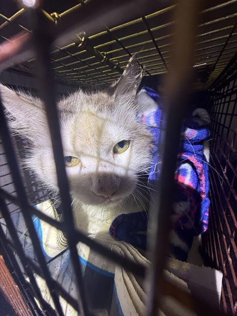 PATCHES - Domestic Short Hair available for adoption