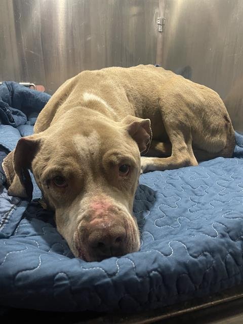 STEWIE - American Staffordshire Terrier available for adoption