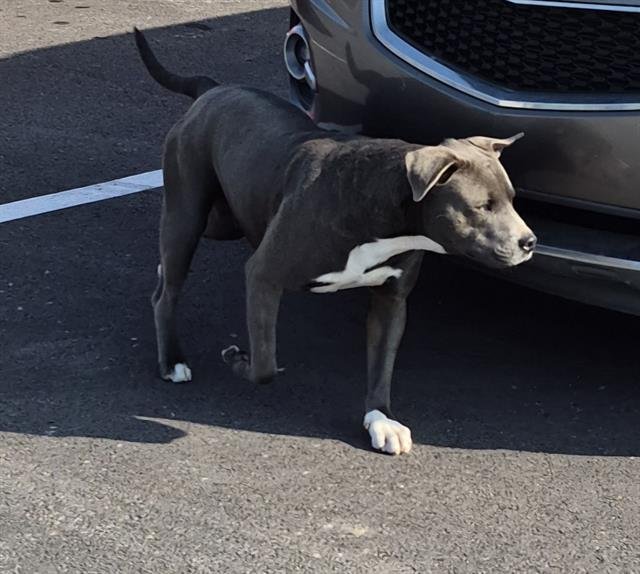 A796094 - American Staffordshire Terrier available for adoption