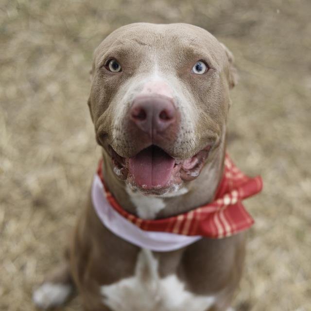 ROCKY - American Staffordshire Terrier available for adoption