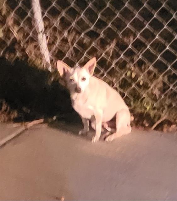 TULIP - Chihuahua available for adoption