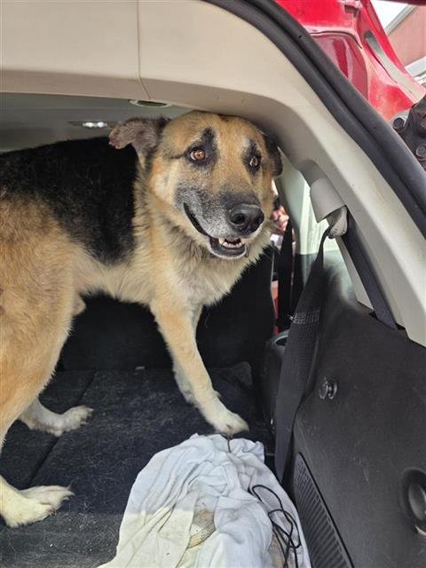 SHADOW - German Shepherd Dog available for adoption