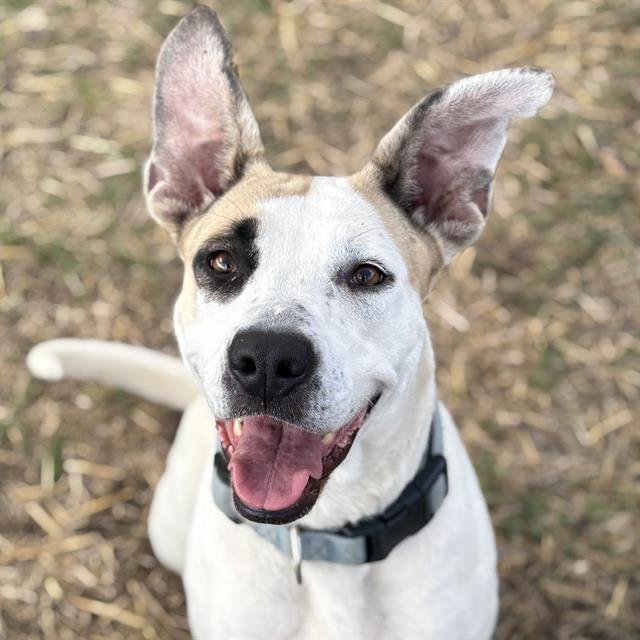 JUDY - American Staffordshire Terrier available for adoption