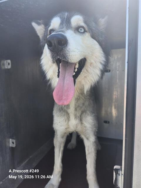 POKE - Husky available for adoption