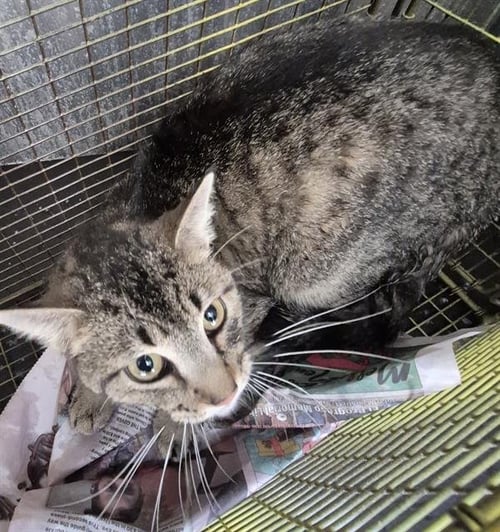 DUGAS - Domestic Medium Hair available for adoption