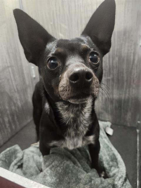 A796149 - Chihuahua available for adoption