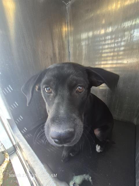 ROSE - Labrador Retriever available for adoption