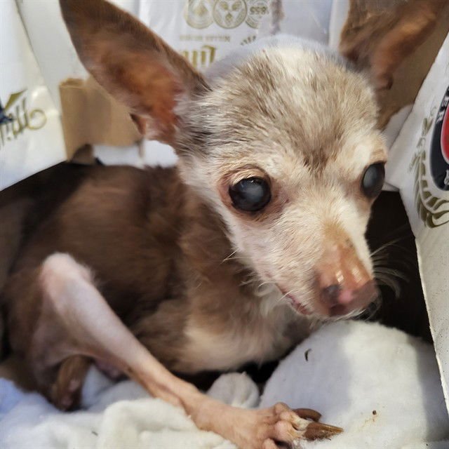 SOL - Chihuahua available for adoption