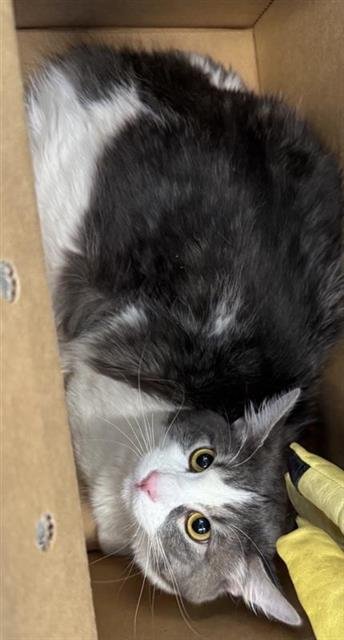 RICO - Domestic Medium Hair available for adoption