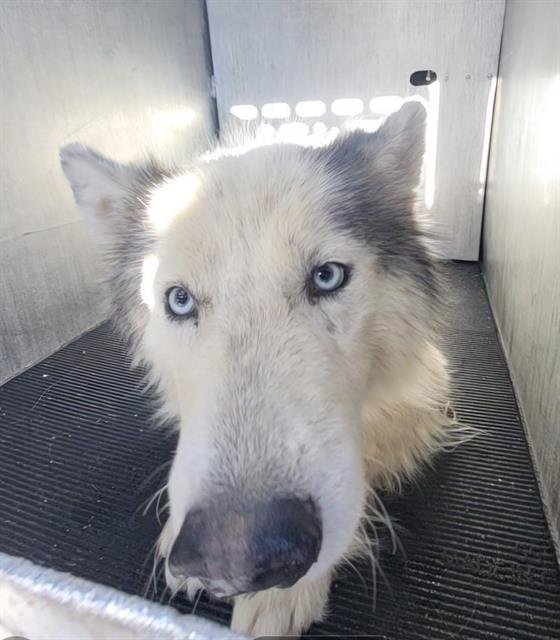 APPA - Husky available for adoption