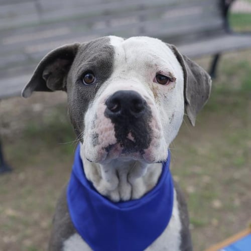 RUCKUS - American Staffordshire Terrier available for adoption