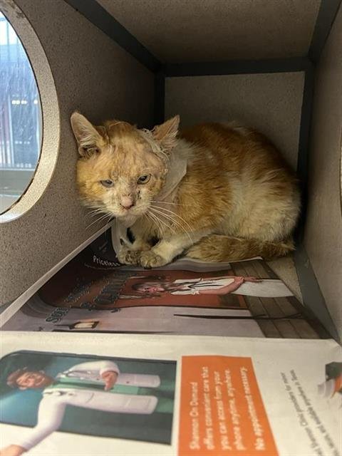 SUPERMAN - Domestic Short Hair available for adoption