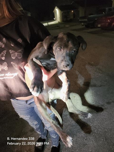 WHITNEY - Labrador Retriever available for adoption