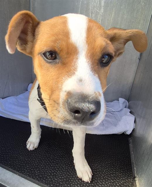 STORM - Terrier available for adoption