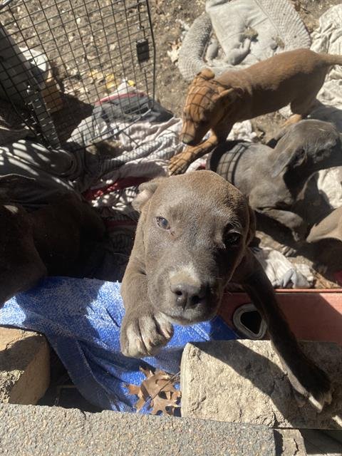 SPOT - American Staffordshire Terrier available for adoption