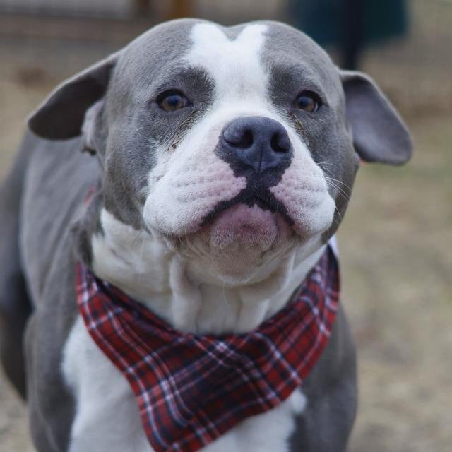 ACE - American Staffordshire Terrier available for adoption