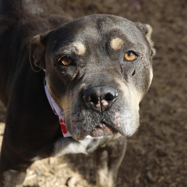 MOXIE - American Staffordshire Terrier available for adoption