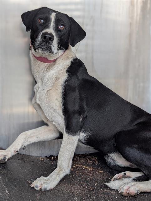 A800578 - Border Collie available for adoption