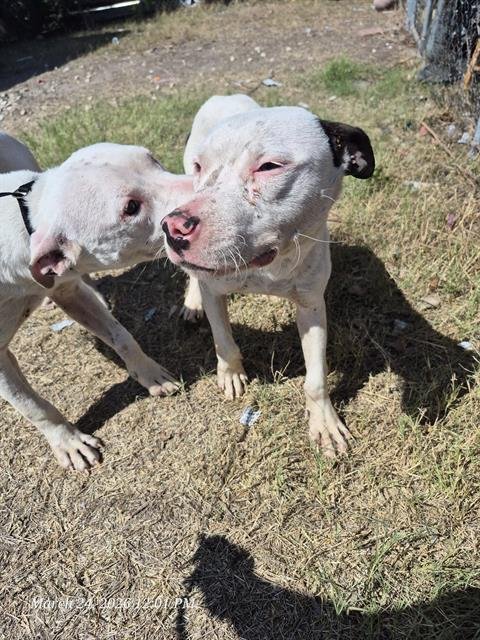 BAM BAM - American Staffordshire Terrier available for adoption