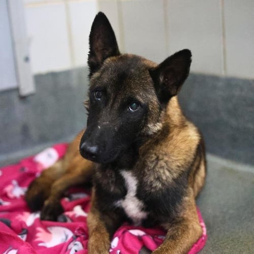 BEETLE - Belgian Shepherd Malinois available for adoption