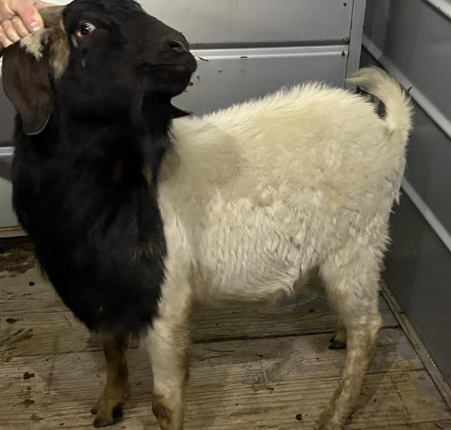 ANGELO ADAMS - Goat available for adoption